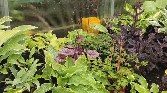 06.07.25Дача. После дождя.Планы по переменам в саду.