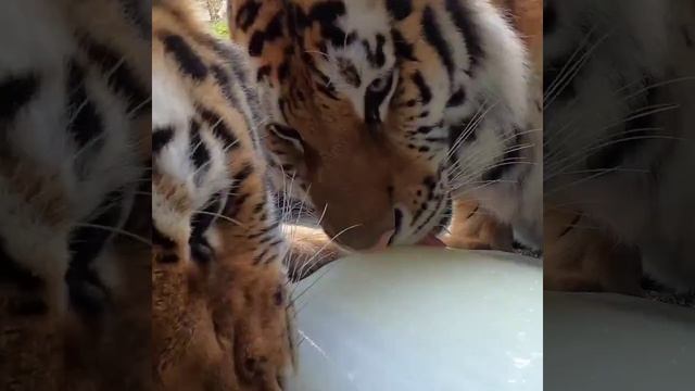 VID_20250708_040514_164.mp4