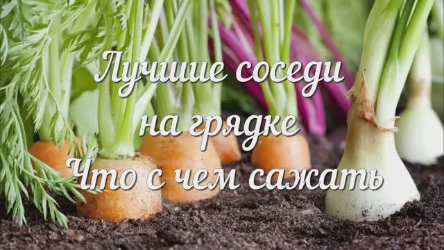 Что Можно Сажать на Одной Грядке для Богатого Урожая. Соседство Овощей. Памятка Огороднику