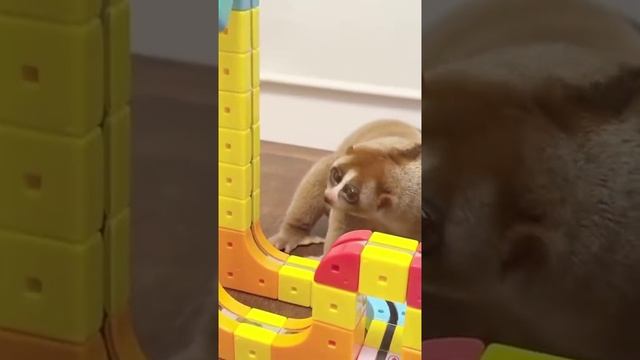 VID_20250708_040532_388.mp4