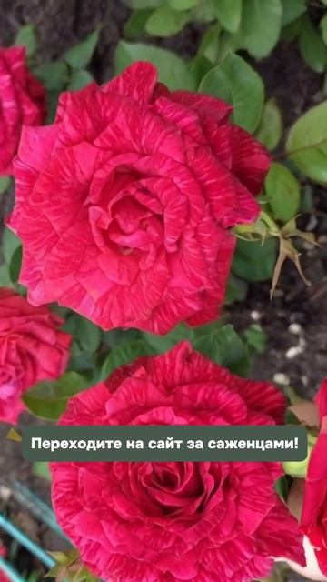 Розы из Гарденмарт – ваш сад в роскошных тонах!