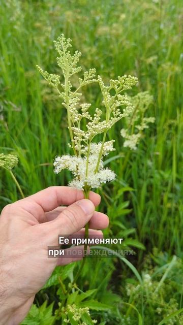 королева трав