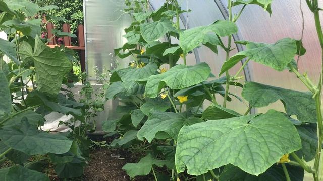 Обзор огурчиков в моей теплице #огурцы #теплица