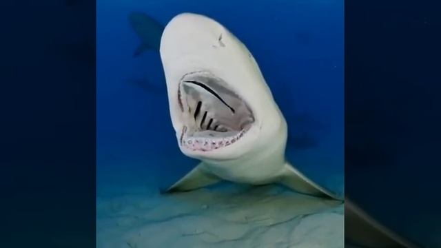 Лимонная акула на приёме у стоматолога