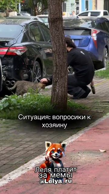 #funny #funny #мемас #memes #aveeplayerlegend #violin #сваты6 #cat #phonkagressive #automobile #love