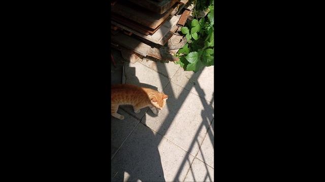 Кот. Фокс.