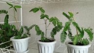 Мимозу Стыдливую легко размножать черенками