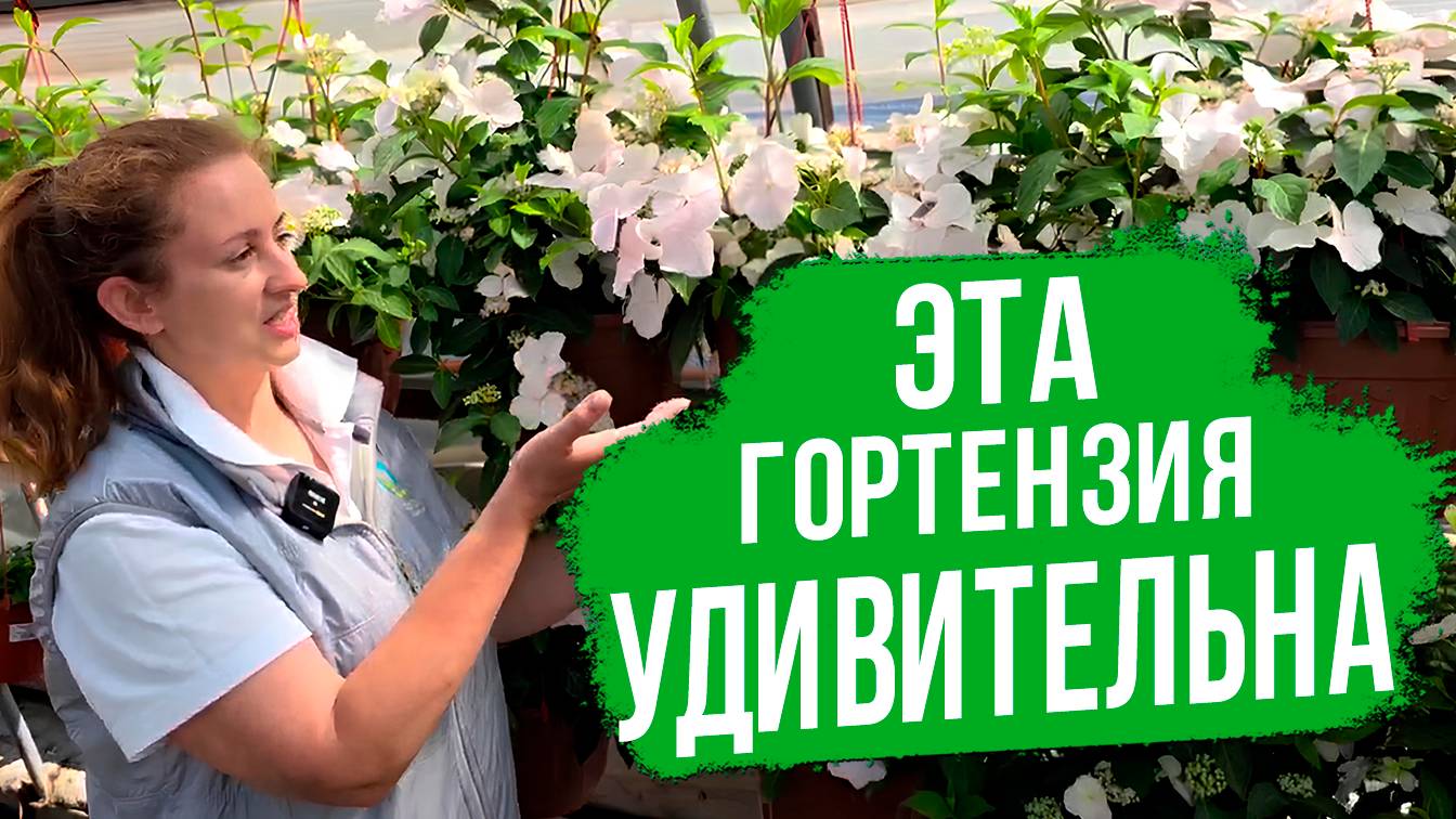 Чем так красив и хорош этот сорт крупнолистной гортензии?