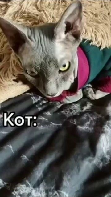 Смешные коты #65-4