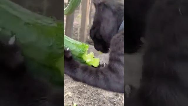 VID_20250708_040452_082.mp4
