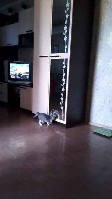 Асюша играет 🐱😊
