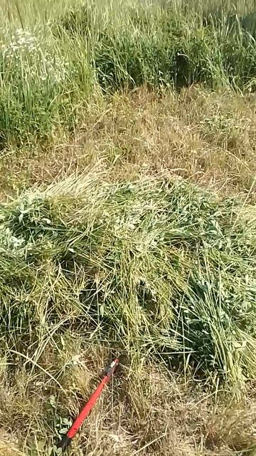 VID_20250707_101010.mp4
