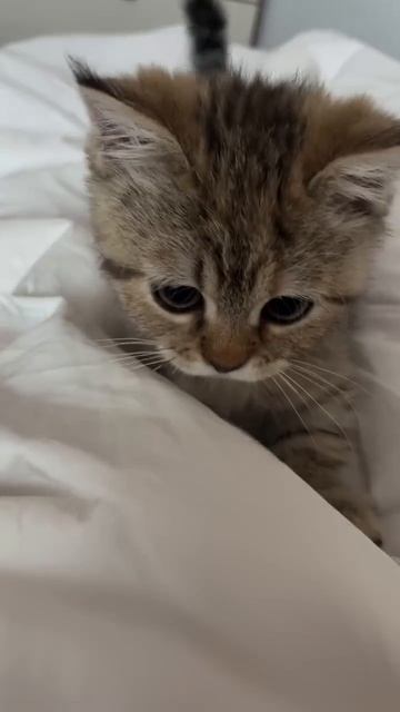 Режим охотника включен