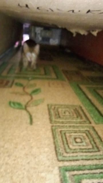 VID_20250706_090453.mp4