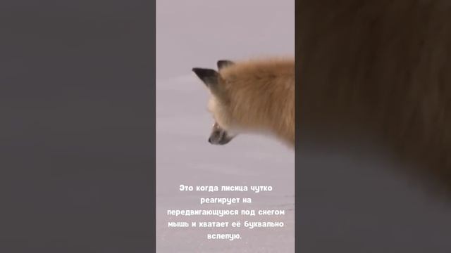 VID_20250708_040254_320.mp4