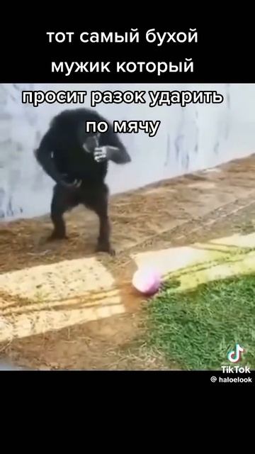 Приколы с животными и не только