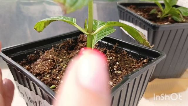 Рост и формирование крупнолистных гороензий 🌿🌺