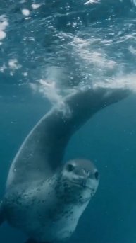 Морской леопард подплыл посмотреть на самого вкусного пирожочка