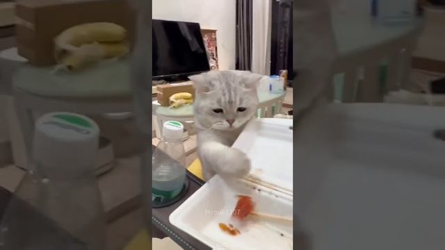 VID_20250708_015513_162.mp4