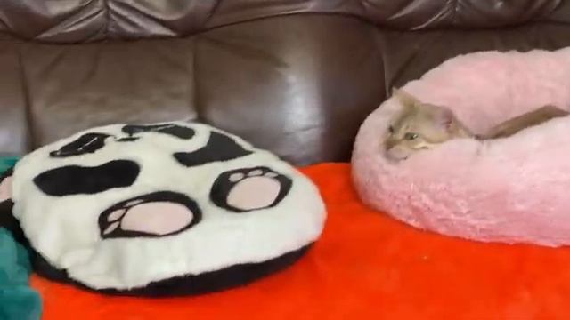 Диванная вечеринка с лисой, попугаем, котами и енотом.