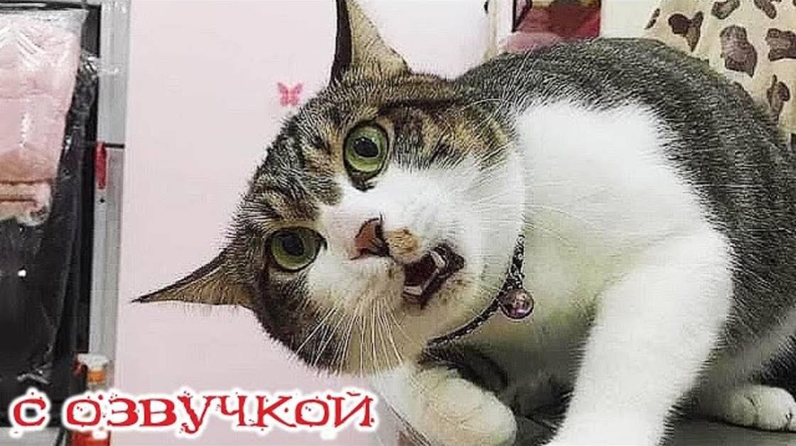 Приколы с котами! -С ОЗВУЧКОЙ! Самые смешные животные! Смешные коты! ДО СЛЕЗ!