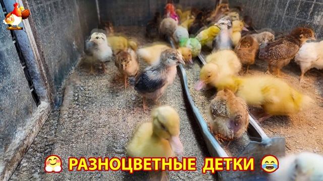 Цыплята и утята милые пушистики растут на радость хозяину (59)
