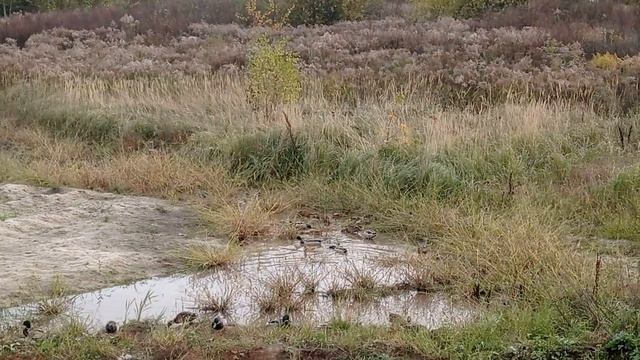 В прошлом году встретили уток. Решил снять ролик.