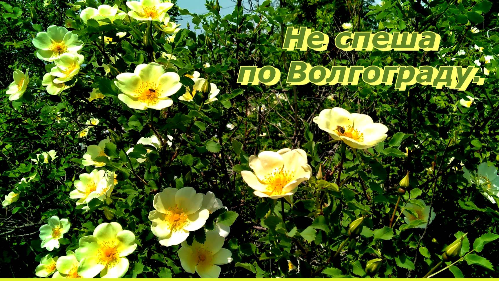 Не спеша по Волгограду. #Центральнеый_район #Волгоград #улицы_города