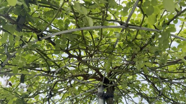 Роза IN VARIETA, CLT 30, 3/4 STD