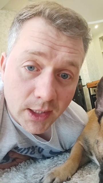 #французскийбульдог #собакаприколы #собака #бульдог