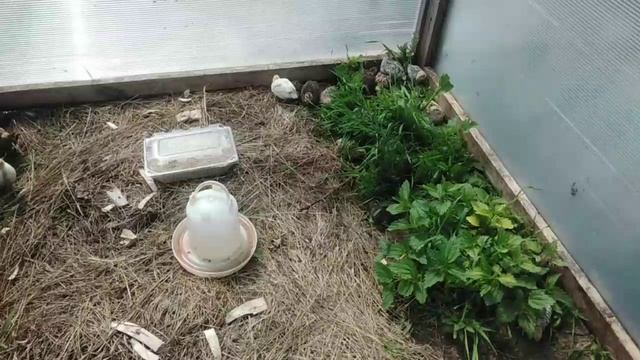 Переезд у перепёлок