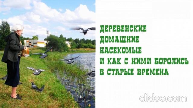 Деревенские домашние насекомые и как с ними боролись в старые времена