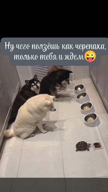 VID_20250708_040436_055.mp4
