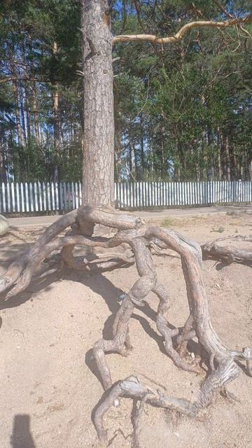 Сосна!