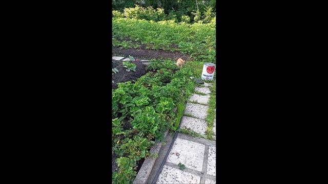 Коты