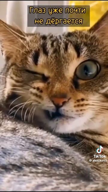 настойка боярышника