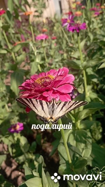 бабочки Крыма - подалирий и перламутровка в нашем саду/бабочки/бабочка/лето/