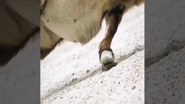 VID_20250708_040501_620.mp4