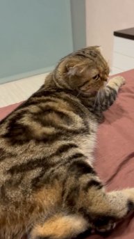 Шотландская вислоухая кошечка 🐈