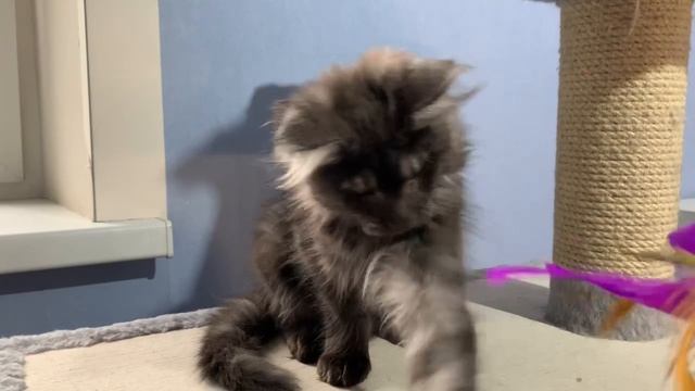 Котёнок мейн-кун Гортензия