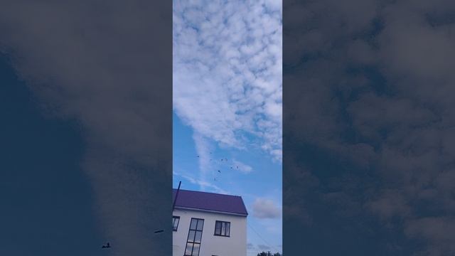Голуби, молодняк