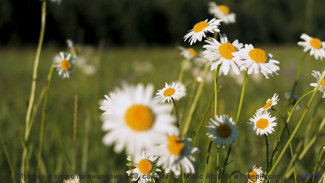 Когда природа поёт, а музыка обнимает твою душу - 20 Minute Meditation 11 -- HoliznaCC0 -- Space - S