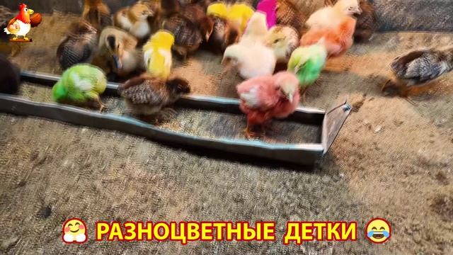 Цыплята и утята милые пушистики растут на радость хозяину (61)