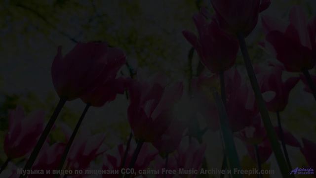 Ты забудешь о всём на свете, пока слушаешь этот трек и смотришь - VHS -- HoliznaPATREON -- Lofi Fore