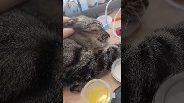 котик Чипуся