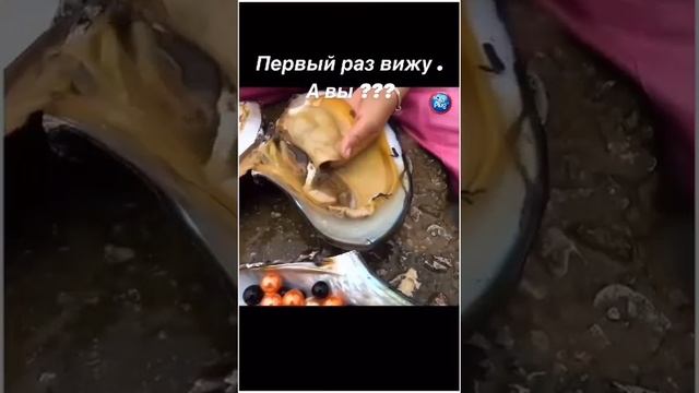 самый богатый моллюск