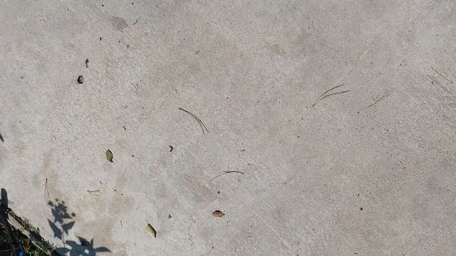 Кизильник HORIZONTALIS, CLT 9