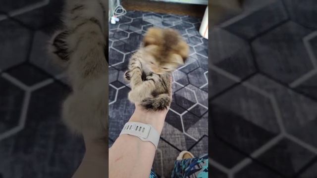 Коржик-чудо наше мелкое 🥰😍