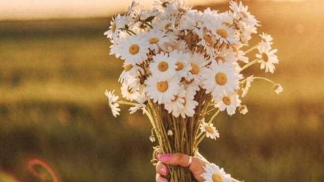 8 июля с Днём Семьи, Любви и Верности 🌼 НОВИНКА