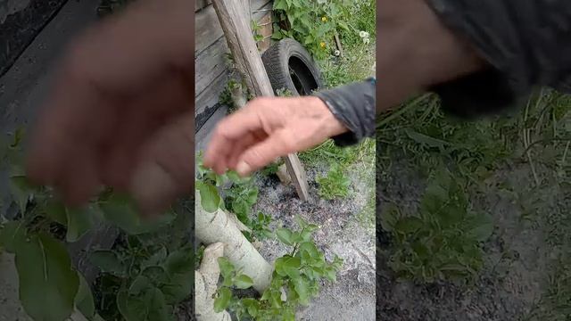 На Ползунова, тополинный пух  05 06 2025